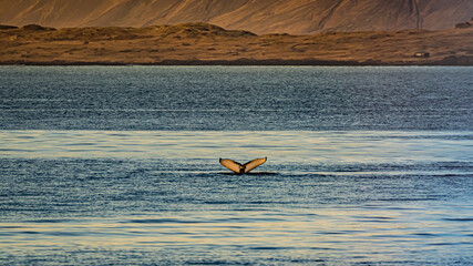 A Humpback whale tail visible before diving