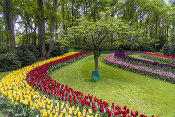 View of vibrant tulips in hues of yellow, red, pink, and purple curve through a lush green garden beneath a tree, Lisse, Netherlands.