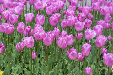 View of a field of pink tulips creating a sea of color, with their vibrant petals contrasting against the green stems, Keukenhof, Lisse, Netherlands.