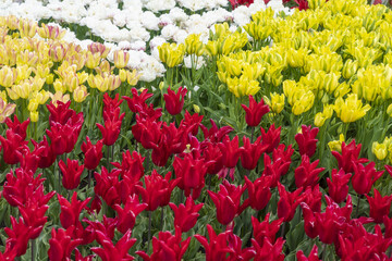 View of vibrant red, yellow, and white tulips blooming in neat rows under the open sky, a colorful display of spring, Lisse, Netherlands.