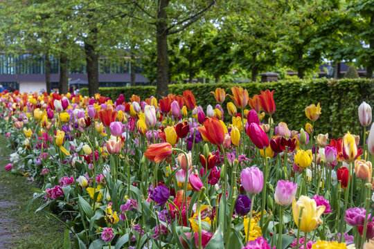 View of vibrant tulips in full bloom, showcasing a kaleidoscope of colors under the soft light, with lush greenery as the backdrop, Keukenhof, Lisse, Netherlands.