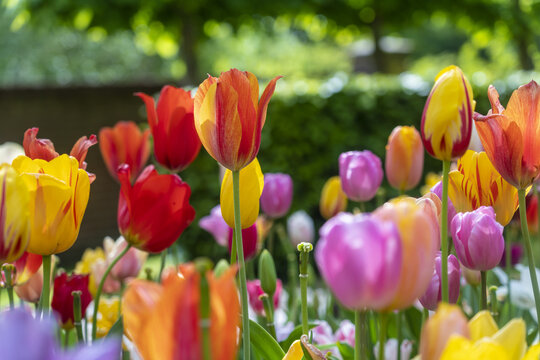 View of vibrant tulips in full bloom, their petals a symphony of colors, paint a picturesque scene, a ground photo, Keukenhof, Lisse, Netherlands.