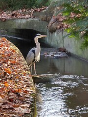 Grey Heron Standing in Sunlit Autumn Stream
