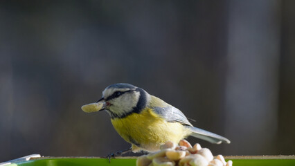 A blue tit at a feeder with peanuts in a quiet garden. A gentle moment in nature.