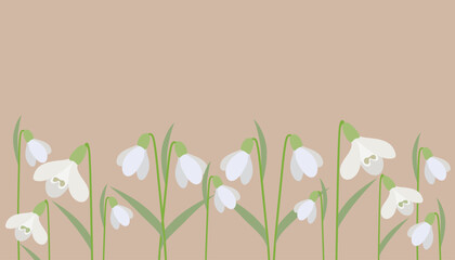  Elegant illustration of white snowdrop flowers on a soft beige background. The detailed depiction of the blossoms captures the delicate beauty and simplicity of these early spring flowers.