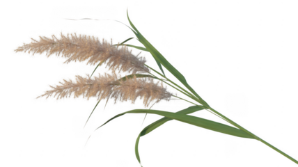 Green and beige cattail plant green leaves beige flowers isolated on a transparent background