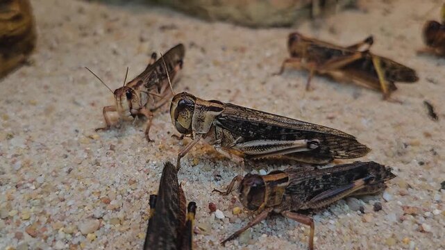 Close up of grasshoppers moving around the ground and mating on a cloudy day