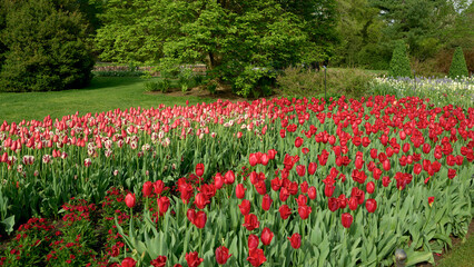 Red and Pink Tulips Advancing Through a Spring Park