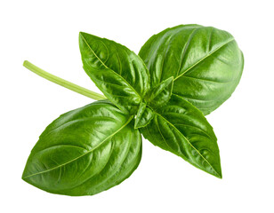 Fototapeta premium Fresh Green Basil Leaves on Stem.