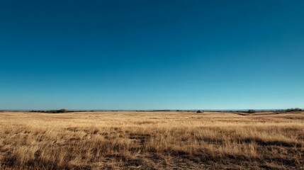 Obraz premium Vast golden prairie under a clear blue sky.