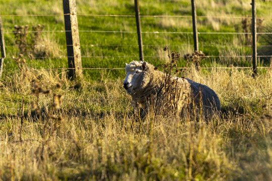 View of a solitary sheep with thick wool amidst golden grasses and a rustic wire fence, bathed in the soft light of a late afternoon, Dunedin, Otago Region, New Zealand.
