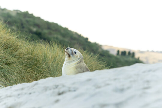 View of a light-furred seal pup, its gaze skyward, rests on the soft, white sand, framed by vibrant green grass and a gentle slope, Dunedin, Otago Region, New Zealand.