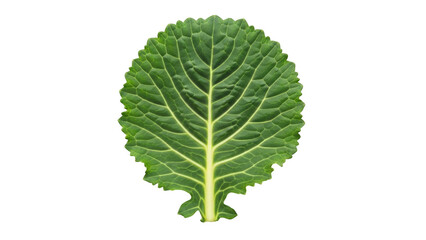 Green cabbage leaf with serrated edges on black background green leaf vegetable