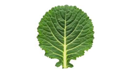 Green cabbage leaf with serrated edges on black background green leaf vegetable