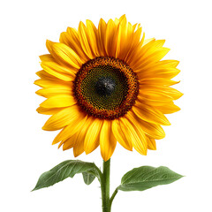 Naklejka premium Single Sunflower with Yellow Petals and Dark Center on Black Background Keywords: sunflower isolated on a transparent background