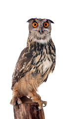 Eurasian eagle-owl in studio