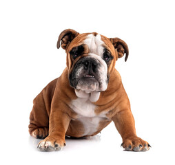 english bulldog in studio