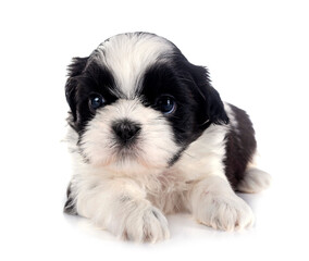 puppy Shih Tzu in studio