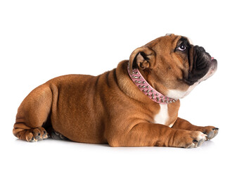 Obraz premium english bulldog in studio