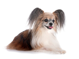 papillon dog in studio