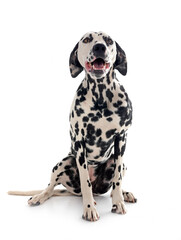 young dalmatian in studio