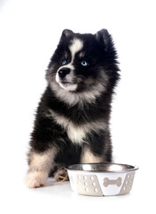Pomsky in studio
