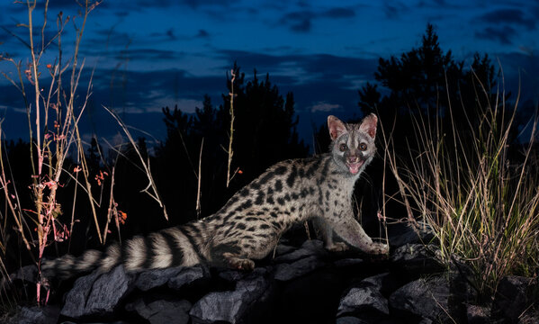 Common genet in nature