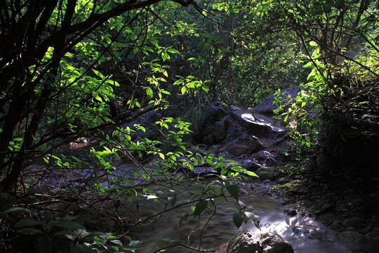 View of sunlight filtering through dense foliage, illuminating a small stream and rocky terrain, creating a serene and enchanting scene, Islamabad, Islamabad Capital Territory, Pakistan.