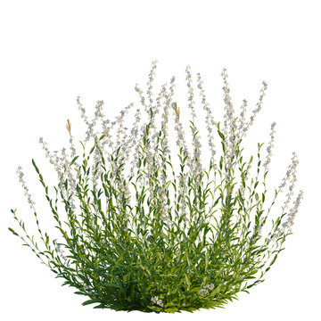Gaura lindheimeri tree, front view, cutout, 4k png transparent, isolate on white background, Flowering bush, floral arrangement, botanical elements, vibrant bloom