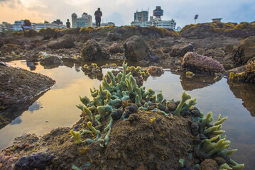 View of vibrant green sea sponge clinging to dark rocks amidst shallow tidal pools reflecting the soft sky, a coastal urban scene, Mumbai, Maharashtra, India.