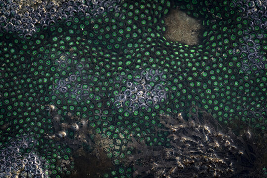View of a mesmerizing carpet of densely packed, circular patterns in vibrant green and dark hues, creating a textured, almost otherworldly landscape, Mumbai, Maharashtra, India.