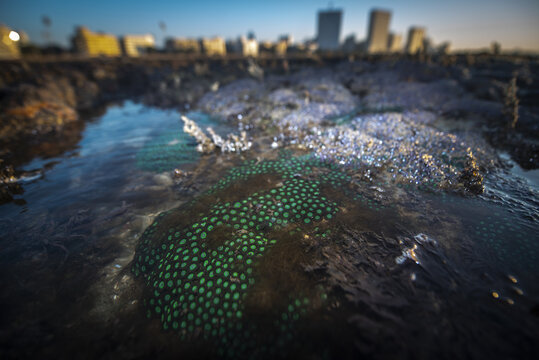 View of vibrant green algae thriving in a tide pool reflecting the blurred cityscape of Mumbai under a soft sky, Mumbai, Maharashtra, India.