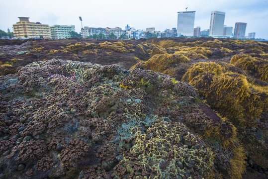 View of the ground with moss and rocks in the foreground against the backdrop of modern buildings and apartments, Mumbai, Maharashtra, India.