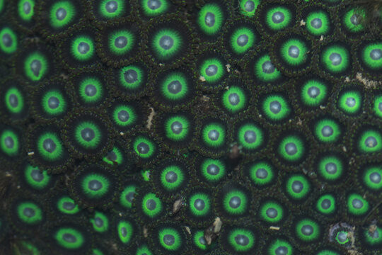 View of vibrant green circles form a mesmerizing, otherworldly pattern across the dark textured surface, creating a captivating ground photo, Mumbai, Maharashtra, India.