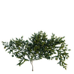 Trachelospermum jasminoides tree, front view, cutout, 4k png transparent, isolate on white background, Blooming tree branches, botanical illustration, floral design element