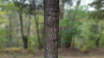 Close-up of Detailed Cedar Tree Trunk on Blurred Forest Background