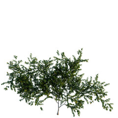 Trachelospermum jasminoides tree, front view, cutout, 4k png transparent, isolate on white background, Green tree branch, botanical element, floral design, natural texture