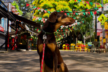 Doberman in touristic place called Provenza, in Medellin colombia at christmas.