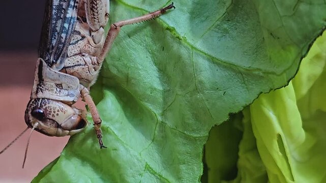 Close up of grasshopper  head eating lettuce on a cloudy day