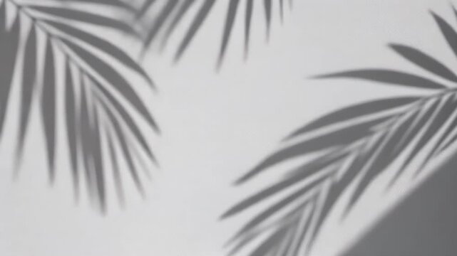Palm Leaf Shadows on White Surface Minimalist Background.