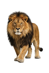 Obraz premium adult male lion walking forward with confidence, full body view isolated on a white background, showcasing power, strength, and majestic wildlife presence