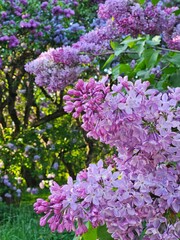Obraz premium Purple flower bush with purple lilac flowers. The flowers are in full bloom. The bush is surrounded by green leaves