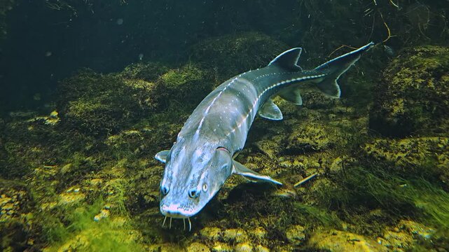 Close up of a very arge sturgeon swimming close to the riverbed underwater
