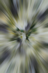 abstract beautiful gaussian and radial blur white and yellow roses flowers and black flowers on green leaves background, decor, nature, fashion, love, valentine, gift, copy space