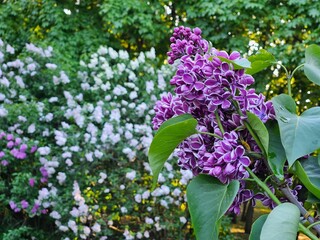 Purple flower is on a tree. The flower is purple and has a green stem. The flower is next to a bush with purple flowers in lilac park