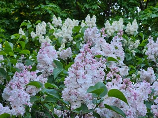 Bunch of white flowers with pink tips. The flowers are in a garden in lilac park
