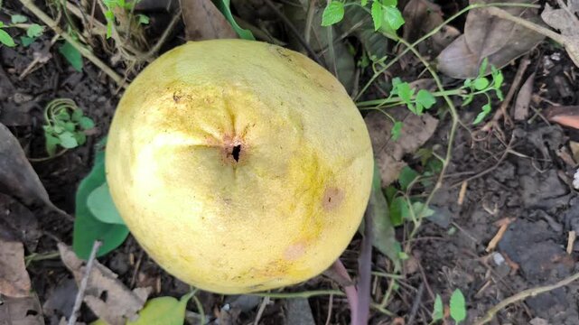 Fallen yellow pomelo fruit lying on ground among dry leaves.