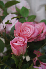 beautiful many pink roses and rose flowers background, love, valentine, decor, object, decoration, copy space