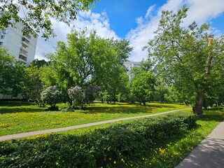 Park with a path and a row of bushes. The bushes are green and the path is paved
