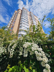 Tall building with a white facade and a fence made of green leaves and white spiraea flowers. The fence is located near the building and is surrounded by a lush green bush